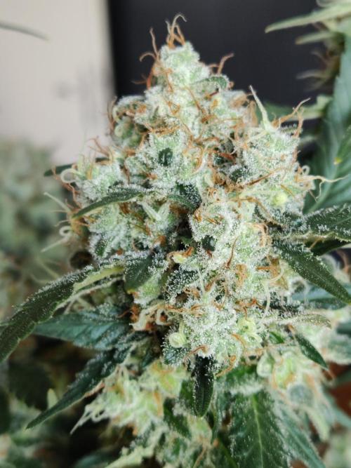 Power Plant. Week 13
