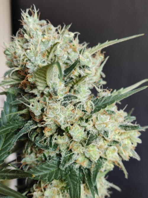 Power Plant. Week 13