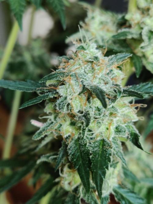Power Plant. Week 13