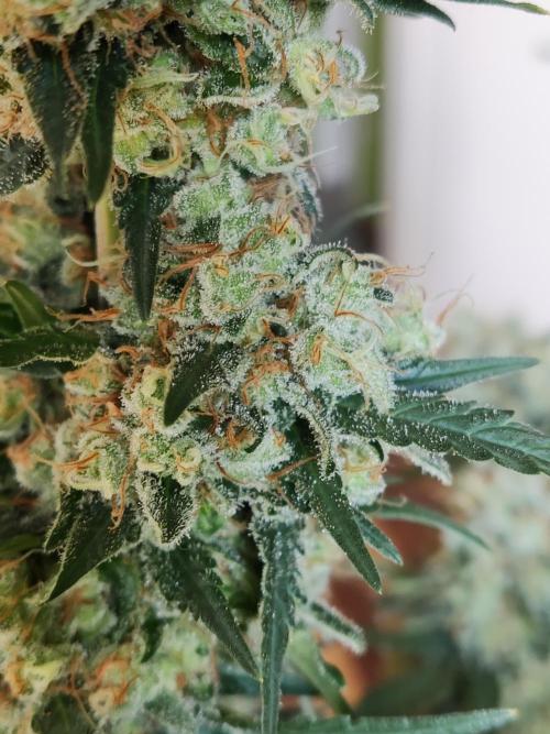 Power Plant. Week 13