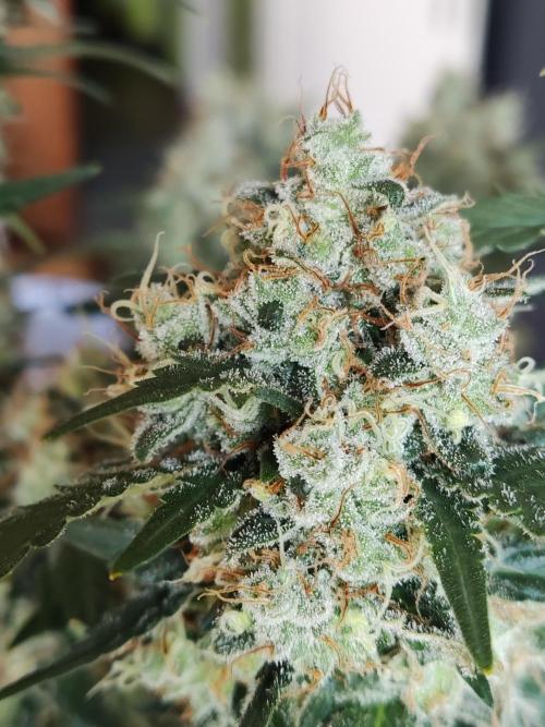 Power Plant. Week 13