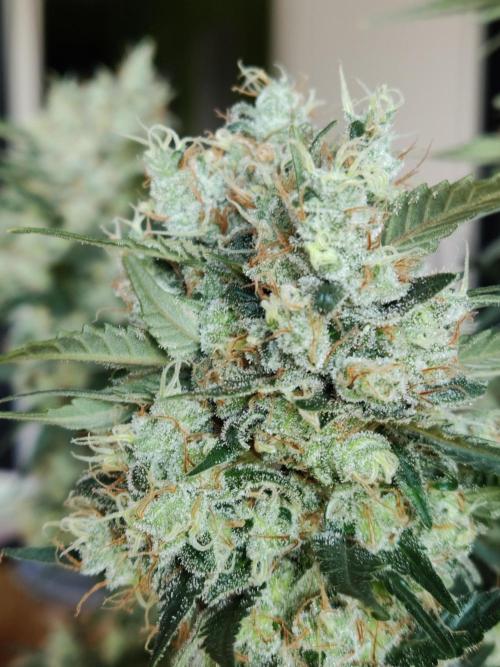Power Plant. Week 13