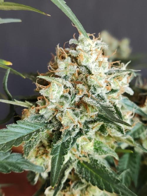 Power Plant. Week 13