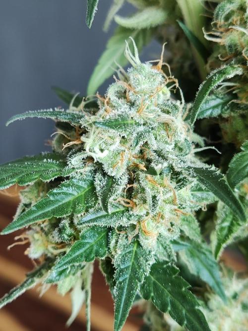 Power Plant. Week 13