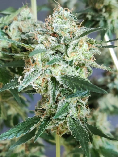 Power Plant. Week 13