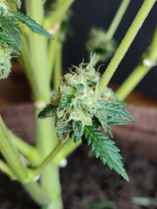 Power Plant. Week 13