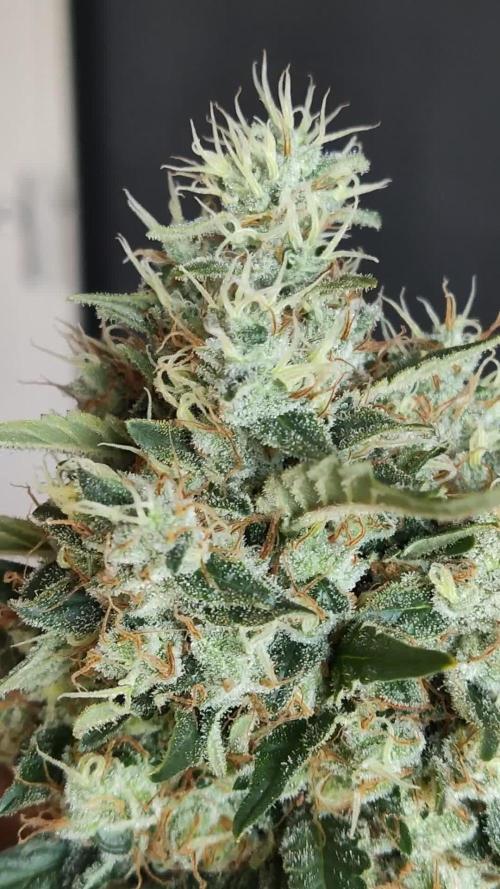 Power Plant