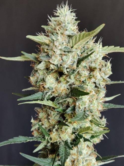 Power Plant. Week 13
