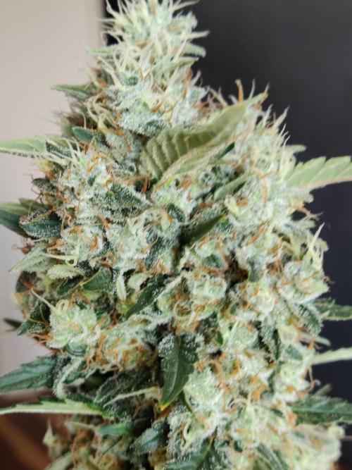 Power Plant. Week 13