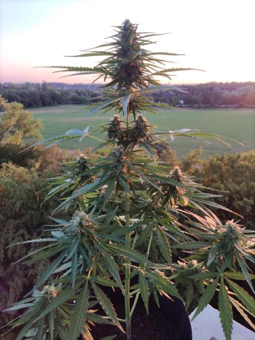 Durban Poison Autoflower. Week 7