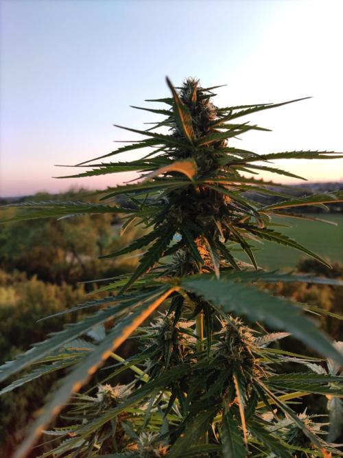 Durban Poison Autoflower. Week 7