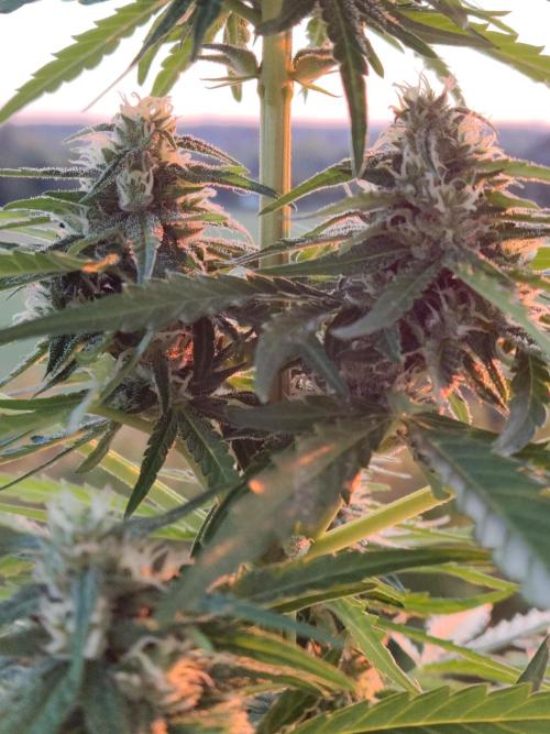 Durban Poison Autoflower. Week 7