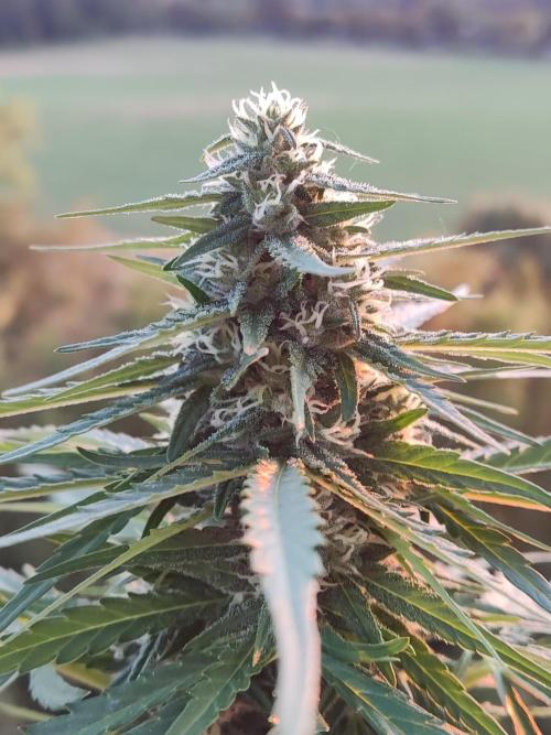 Durban Poison Autoflower. Week 7