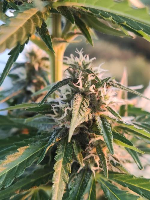 Durban Poison Autoflower. Week 7
