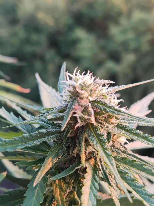 Durban Poison Autoflower. Week 7