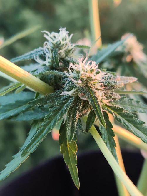 Durban Poison Autoflower. Week 7