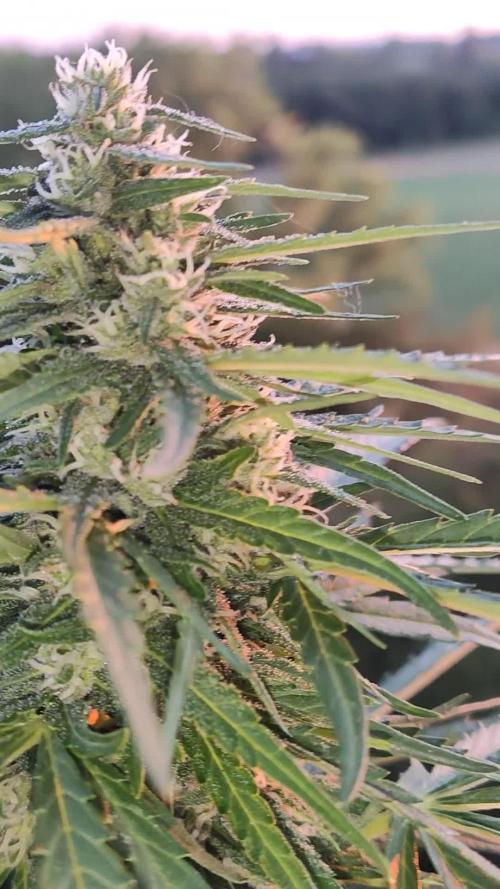 Durban Poison Autoflower