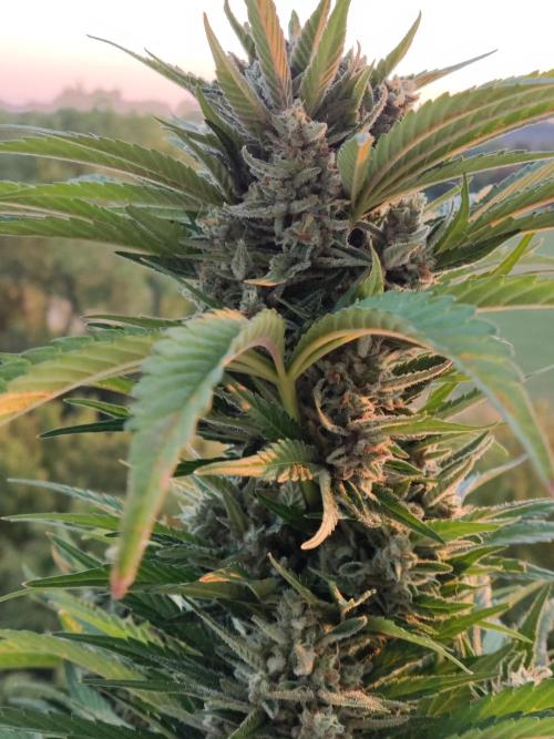 Auto Red Tropicana Cookies. Week 10