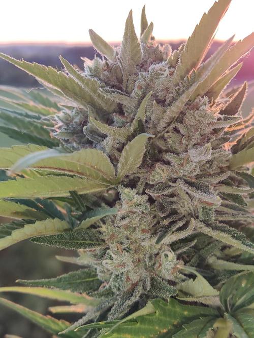 Auto Red Tropicana Cookies. Week 10