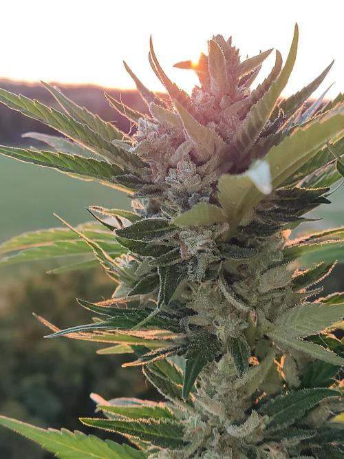 Auto Red Tropicana Cookies. Week 10