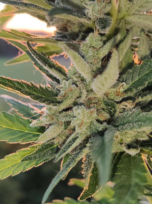 Auto Red Tropicana Cookies. Week 10