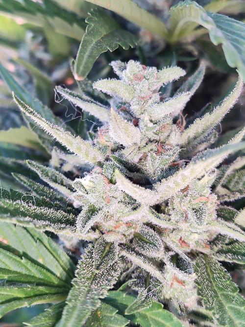 Auto Red Tropicana Cookies. Week 10
