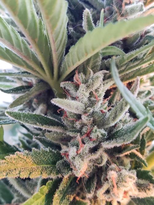 Auto Red Tropicana Cookies. Week 10
