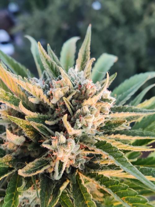 Auto Red Tropicana Cookies. Week 10