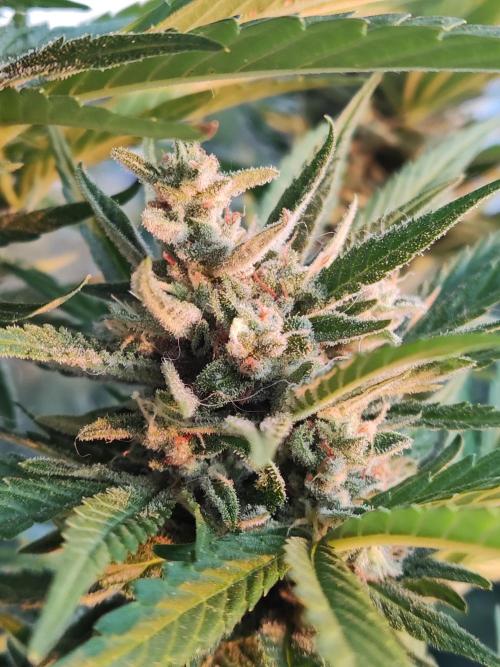 Auto Red Tropicana Cookies. Week 10