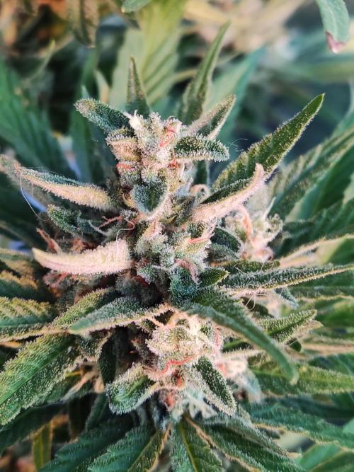 Auto Red Tropicana Cookies. Week 10
