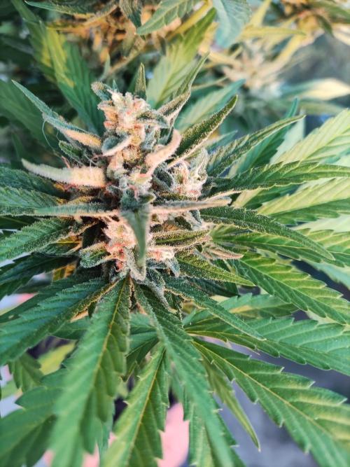 Auto Red Tropicana Cookies. Week 10