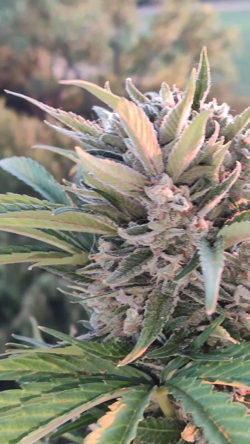 Auto Red Tropicana Cookies