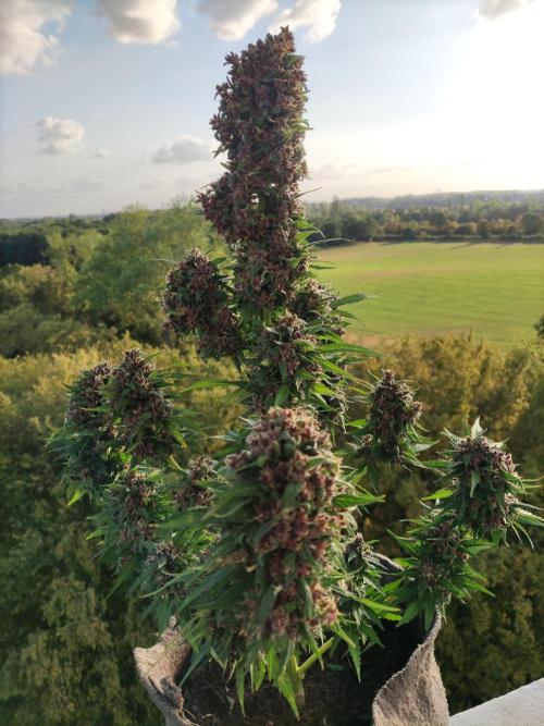 Auto Creeper. Week 11