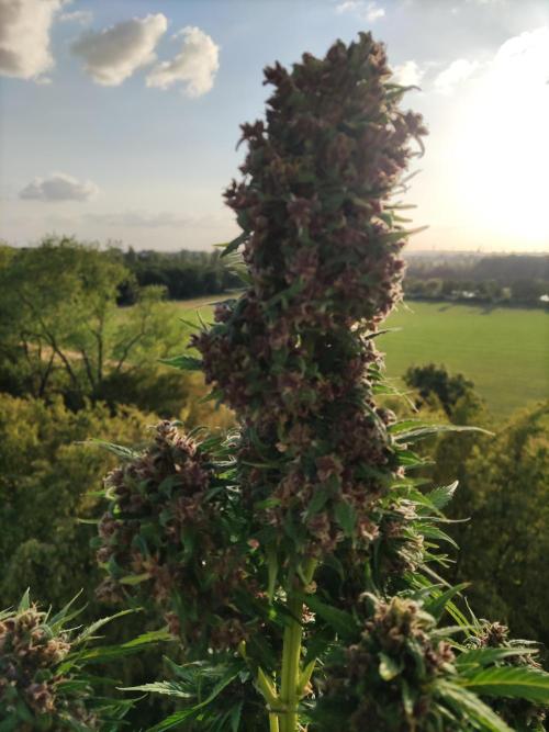 Auto Creeper. Week 11