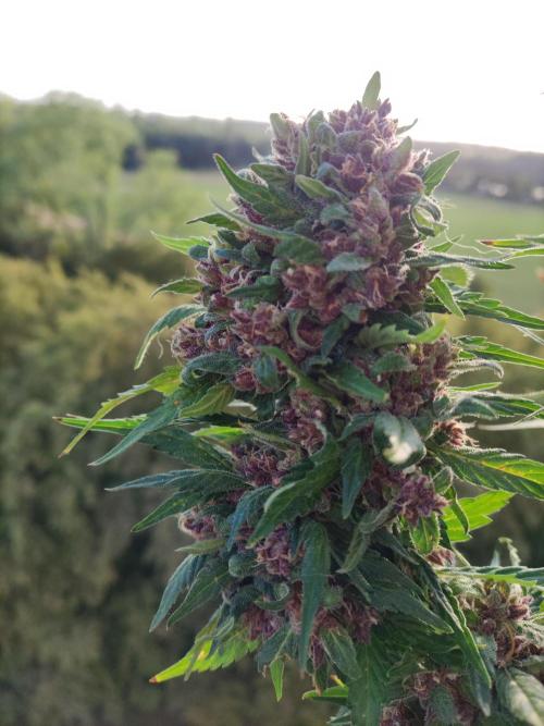 Auto Creeper. Week 11
