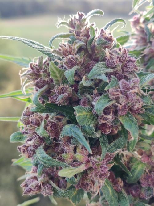 Auto Creeper. Week 11