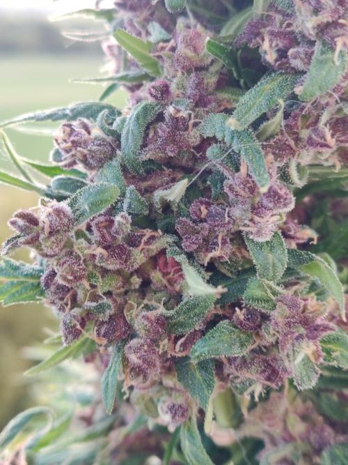 Auto Creeper. Week 11