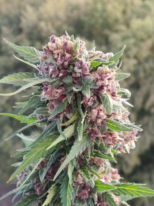 Auto Creeper. Week 11