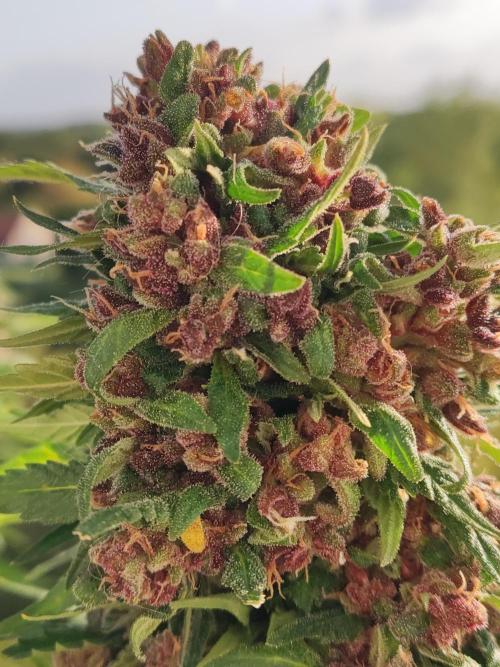 Auto Creeper. Week 11