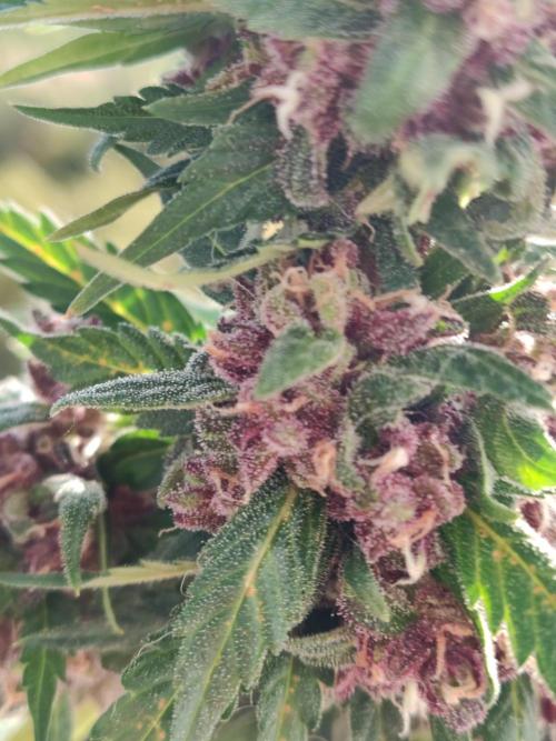 Auto Creeper. Week 11