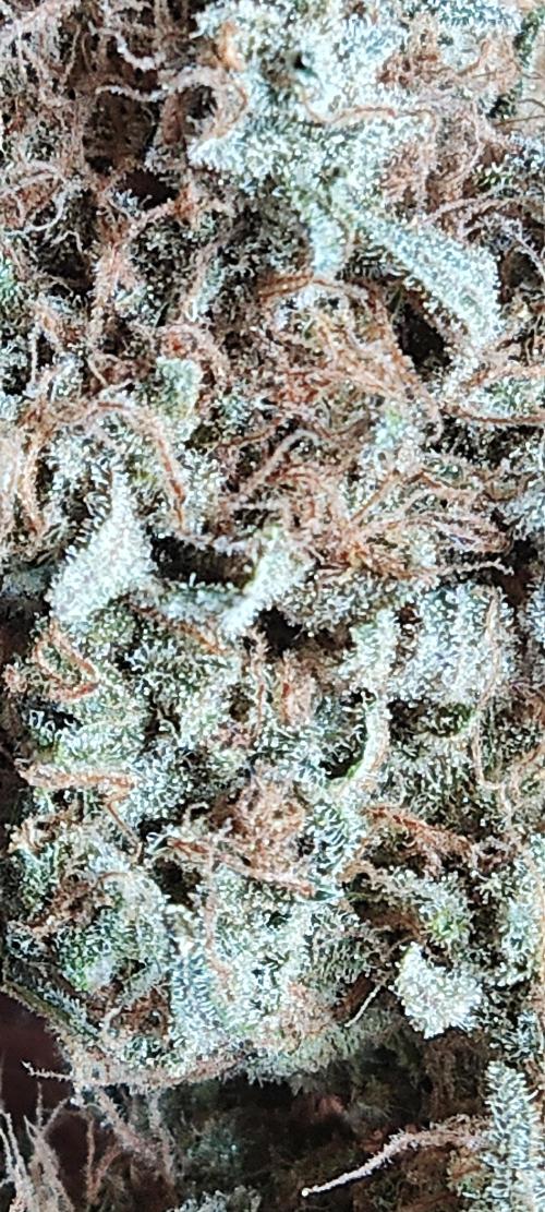 Unicorn Wagyu. Week 16