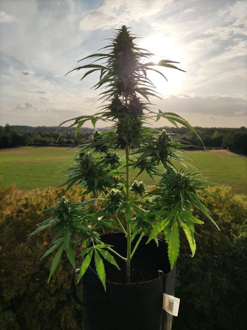 Durban Poison Autoflower. Week 8 - Tag 56