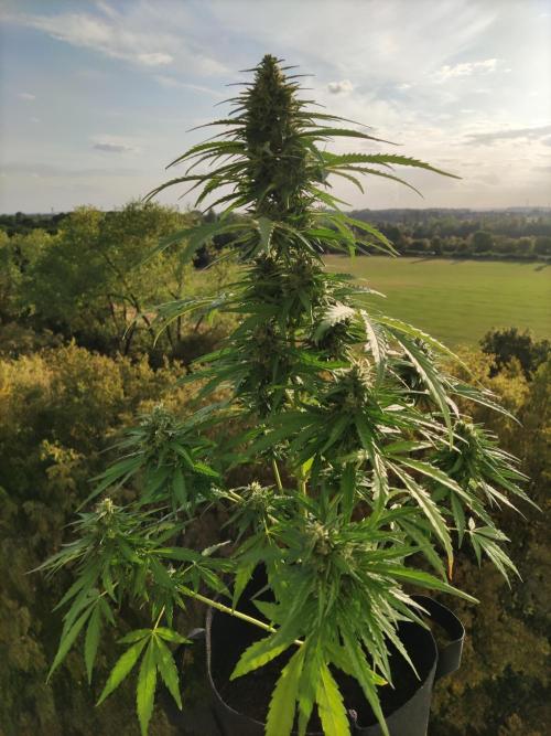 Durban Poison Autoflower. Week 8
