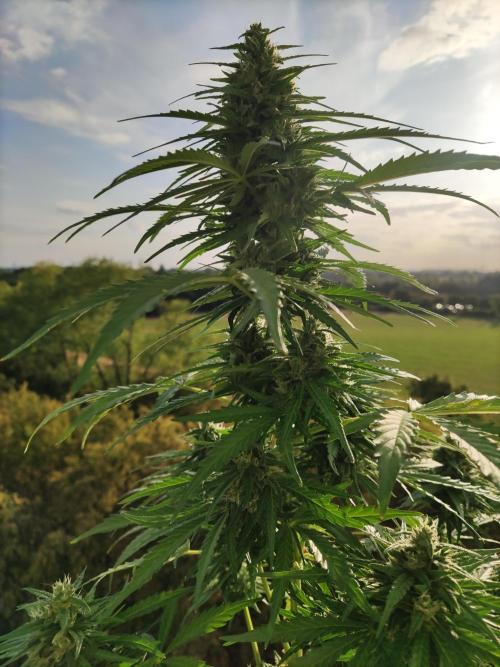 Durban Poison Autoflower. Week 8