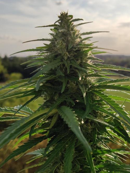 Durban Poison Autoflower. Week 8