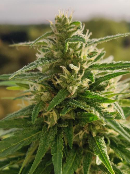 Durban Poison Autoflower. Week 8