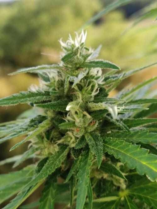 Durban Poison Autoflower. Week 8