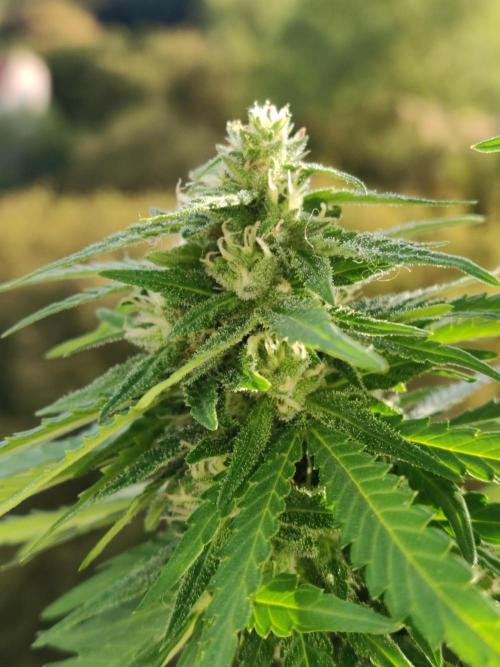 Durban Poison Autoflower. Week 8