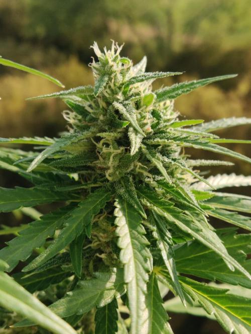 Durban Poison Autoflower. Week 8