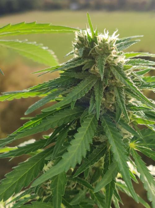 Durban Poison Autoflower. Week 8